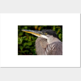 Great Blue Heron up close and personal Posters and Art